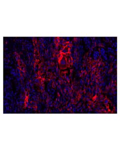 Cell Signaling CD206/MRC1 (E2L9N) Rabbit mAb (Alexa Fluor 647 Conjugate) 100 uL