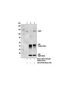 Cell Signaling Jak2 (E4y4d) Mouse mAb
