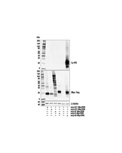 Cell Signaling Ly-6g (E6z1t) Rabbit mAb (BSA And Azide Free)