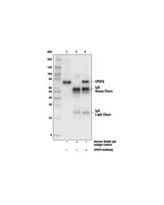 Cell Signaling Cpsf6 Antibody
