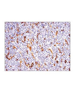 Cell Signaling Cd14 (D7a2t) Rabbit mAb (Ihc Formulated)