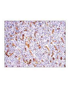 Cell Signaling CD14 (D7A2T) Rabbit mAb (IHC Formulated) 20 uL