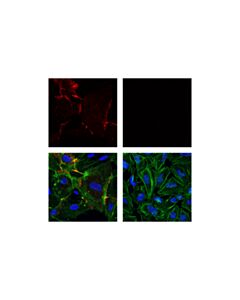 Cell Signaling Cd31 (Pecam-1) (89c2) Mouse mAb (Alexa Fluor 594 Conjugate)