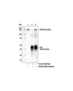 Cell Signaling Enpp3/Cd203c Antibody