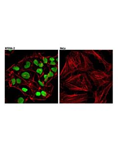 Cell Signaling Oct-4 (D7o5z) Mouse mAb