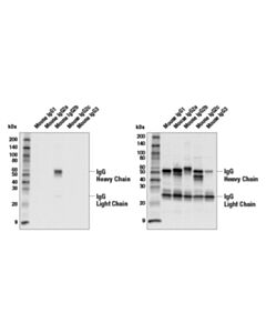 Cell Signaling Goat Anti-Mouse Igg2b Antibody (Biotin Conjugate)