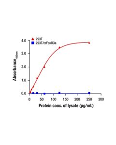 Cell Signaling FoxO3a Matched Antibody Pair; 1 Kit