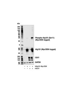 Cell Signaling Phospho-Atg101 (Ser11) (E5z5a) Rabbit mAb