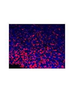 Cell Signaling Cd206/Mrc1 (E6t5j) Xp® Rabbit mAb (Alexa Fluor® 555 Conjugate)