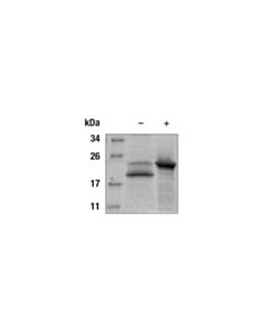 Cell Signaling Mouse OSM Recombinant Protein 10 ug