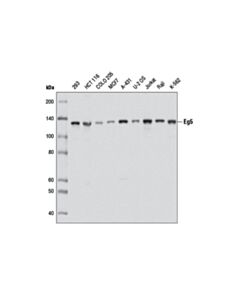 Cell Signaling Eg5 Antibody