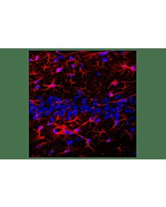 Cell Signaling Goat Anti-Feline IgG (H+L) Antibody (Alexa Fluor® 647 Conjugate); 1.5 mg