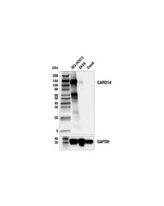 Cell Signaling Card14 (E3f8e) Rabbit mAb