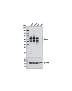 Cell Signaling Ikaros (D10e5) Rabbit mAb (BSA And Azide Free)