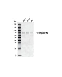 Cell Signaling Foxo1 (C29h4) Rabbit mAb (Biotinylated)