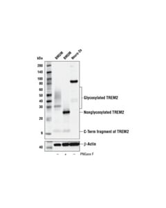 Cell Signaling Trem2 (E7p8j) Rabbit mAb (Carboxy-Terminal Antigen, Mouse Specific)
