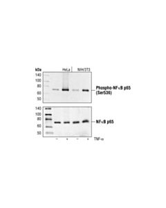 Cell Signaling Phospho-Nf-Kappab P65 (Ser536) (93h1) Rabbit mAb (Bsa And Azide Free)