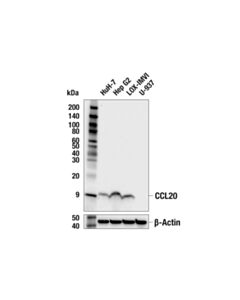Cell Signaling CCL20 (E6J9K) Rabbit mAb 20 uL