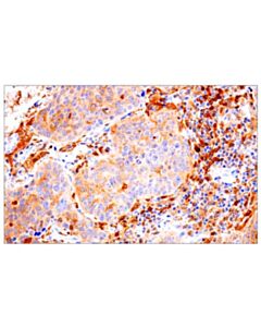 Cell Signaling IRF-5 (E7F9W) Rabbit mAb