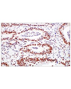 Cell Signaling Xrcc1 (E4a3v) Xp® Rabbit mAb