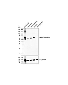 Cell Signaling Alpha-Internexin Antibody