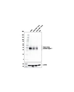 Cell Signaling Trbc1/Tcrbeta Constant Region 1 Antibody