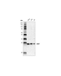 Cell Signaling Cdc2 Antibody