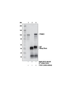 Cell Signaling Ythdc1 (E4i9e) Rabbit mAb