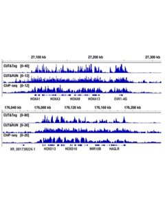 Cell Signaling CUT&Tag Assay Kit