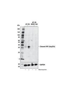 Cell Signaling Cleaved Rip (Asp324) (D5p6d) Rabbit mAb