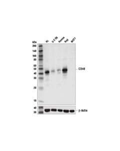 Cell Signaling Cd40 (D8w3n) Rabbit mAb (BSA And Azide Free)