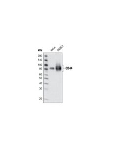 Cell Signaling Cd44 (156-3c11) Mouse mAb (BSA And Azide Free)