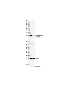 Cell Signaling Phospho-Cdc2 (Tyr15) (10a11) Rabbit mAb (Bsa And Azide Free)
