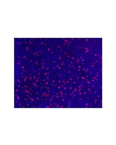 Cell Signaling Cd8alpha (D8a8y) Rabbit mAb (Alexa Fluor ® 555 Conjugate)