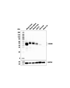 Cell Signaling CD200 (F2H8X) Rabbit mAb; 20 µl
