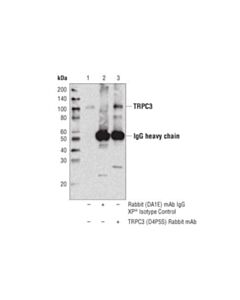 Cell Signaling Trpc3 (D4p5s) Rabbit mAb