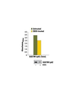 Cell Signaling Pathscan Total Sqstm1/P62 Sandwich Elisa Kit