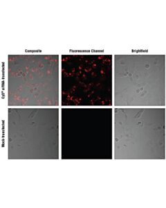Cell Signaling Signalsilence Control Sirna (Cy3 Conjugate)