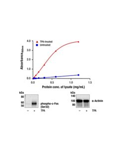 Cell Signaling PathScan RP Phospho-c-Fos (Ser32) Sandwich ELISA Kit
