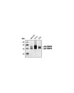 Cell Signaling P44/42 Mapk (Erk1/2) (L34f12) Mouse mAb (BSA And Azide Free)