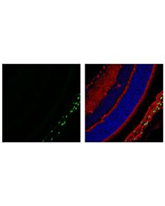 Cell Signaling Sox10 (E2V9N) Rabbit mAb (IF Formulated) 20 uL