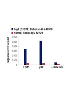 Cell Signaling Pbaf Complex Antibody Sampler Kit