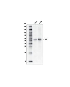 Cell Signaling Taz (D3i6d) Rabbit mAb (Biotinylated)