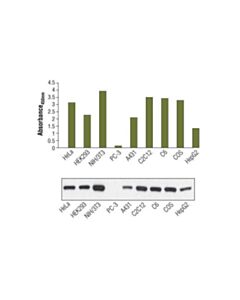 Cell Signaling Pathscan Total Pten Sandwich Elisa Kit