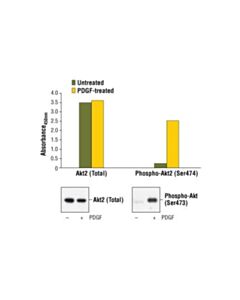 Cell Signaling Pathscan Phospho-Akt2 (Ser474) Sandwich Elisa Kit (Mouse Preferred)