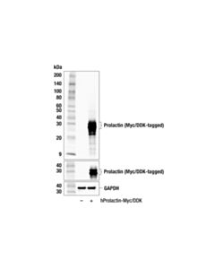 Cell Signaling Prolactin (F1H6N) Rabbit mAb 100 µl