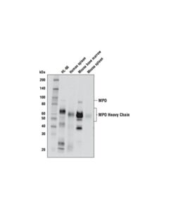 Cell Signaling Myeloperoxidase Antibody