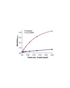 Cell Signaling Pathscan Phospho-Src (Tyr416) Sandwich ELISA Antibody Pair