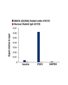 Cell Signaling Mafa (D2z6n) Rabbit mAb