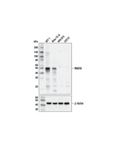 Cell Signaling MAFA (D2Z6N) Rabbit mAb 20 uL